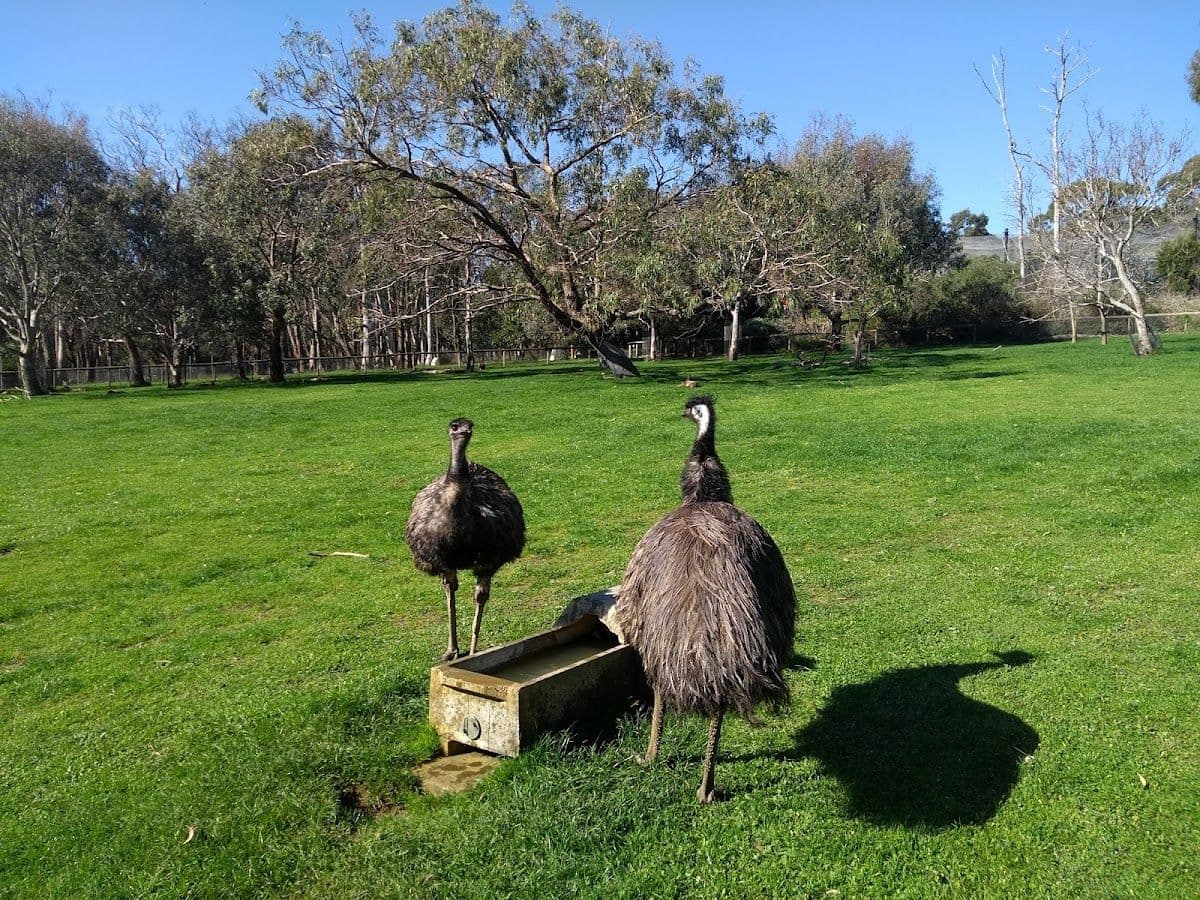 Cleland Wildlife Park Tour from Adelaide