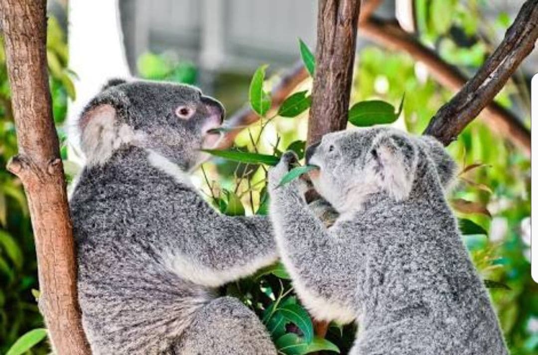 Currumbin Wildlife Sanctuary + Koala Photo Experience