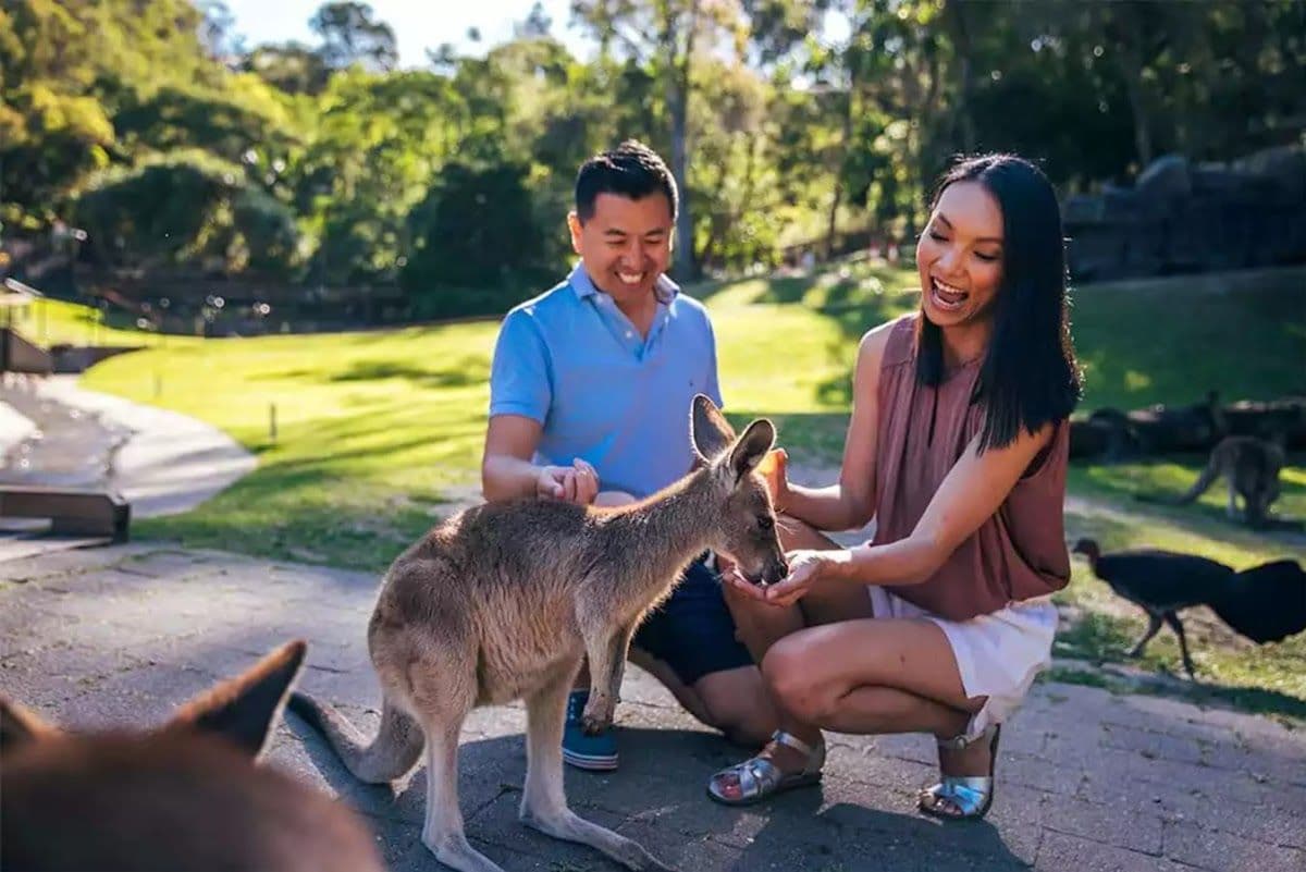 Currumbin Wildlife Sanctuary Family Entry + Meal Deal