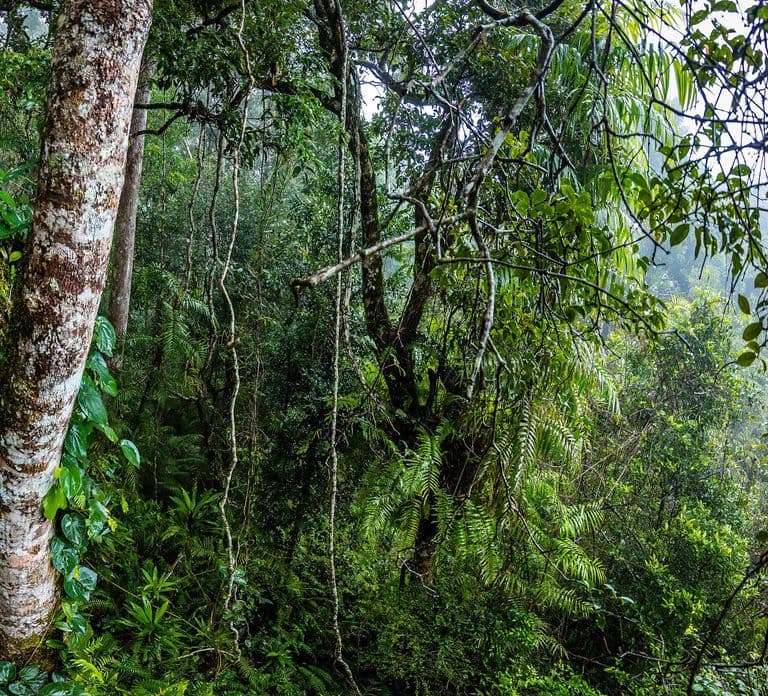 From Cairns: Self-Guided Kuranda Trip with Train and Skyrail