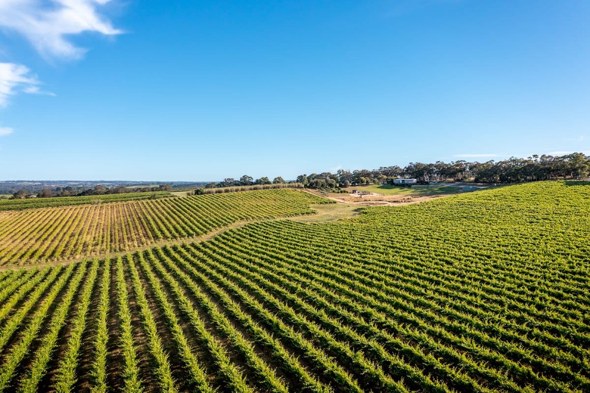 Gemtree Wines Guided Winery Tour including Picnic Lunch and Glass of Wine