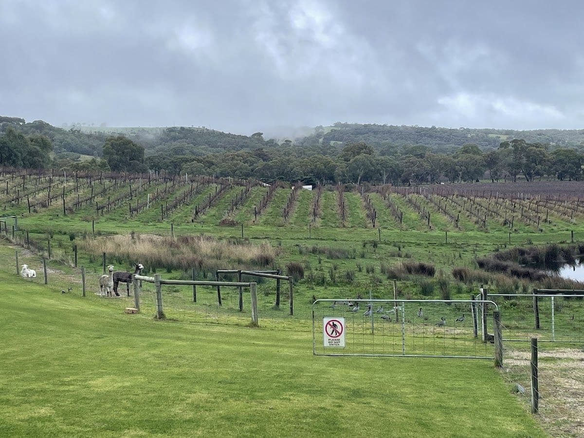 Gemtree Wines Guided Winery Tour including Picnic Lunch and Glass of Wine