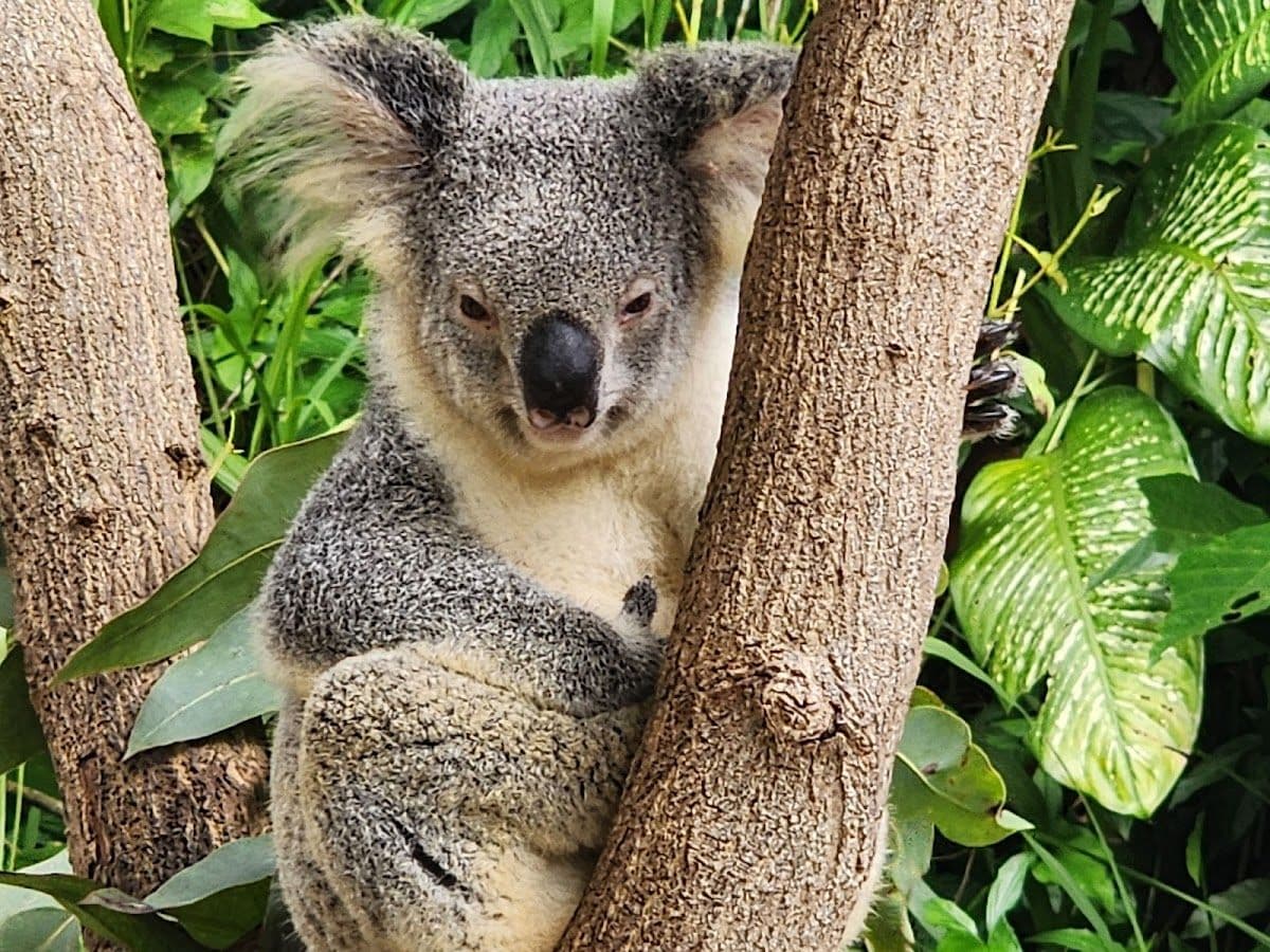 Kuranda Koala Gardens and Birdworld 2 Attraction Pass