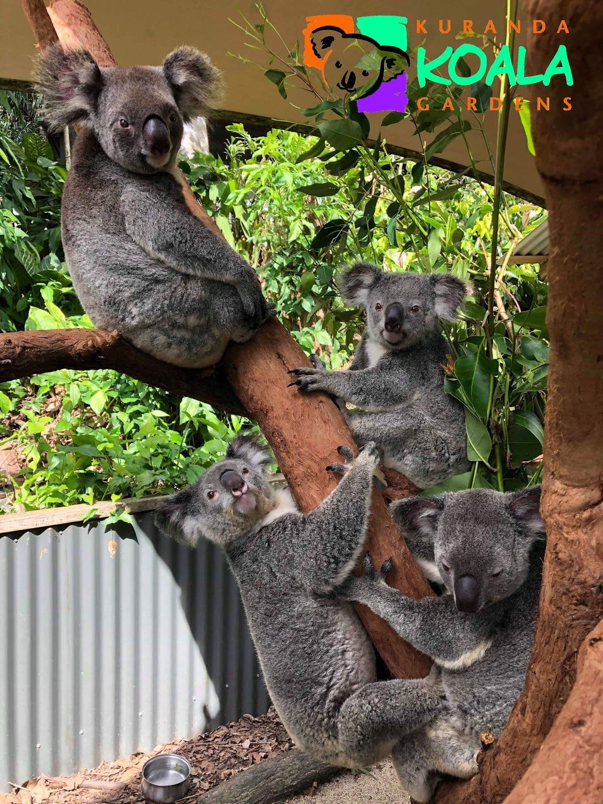 Kuranda Koala Gardens Entry Tickets