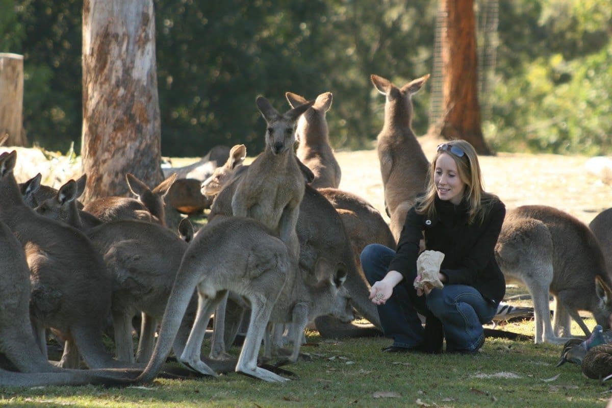 Koala and River Cruise