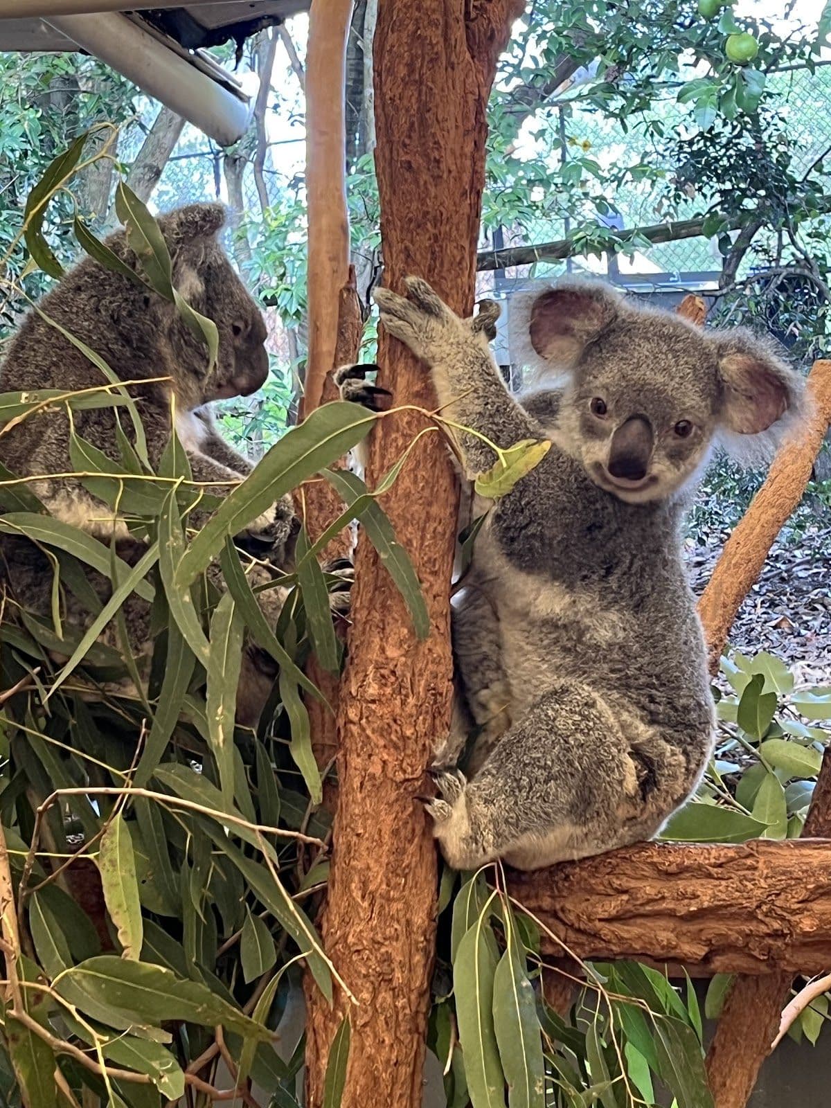 Koala and River Cruise
