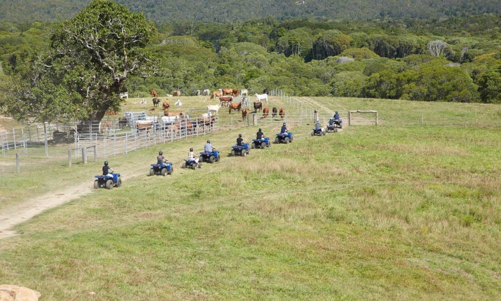 KUR-Cow ATV Tour met toegang tot de kinderboerderij