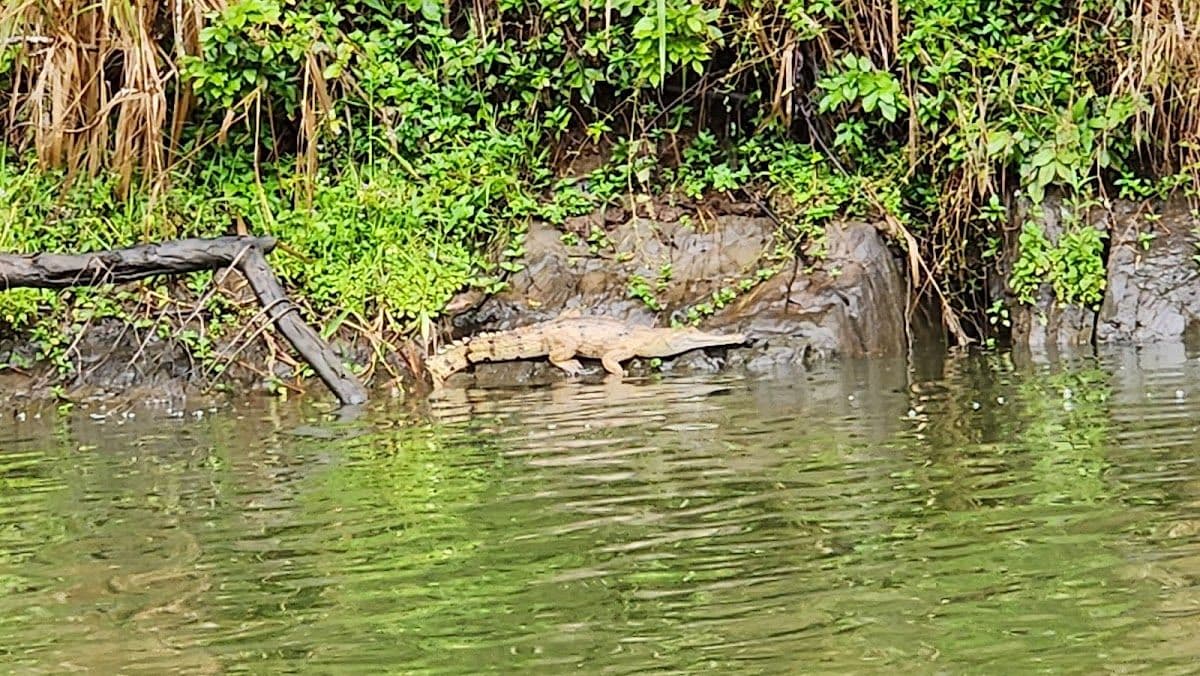 Kuranda Riverboat Cruise