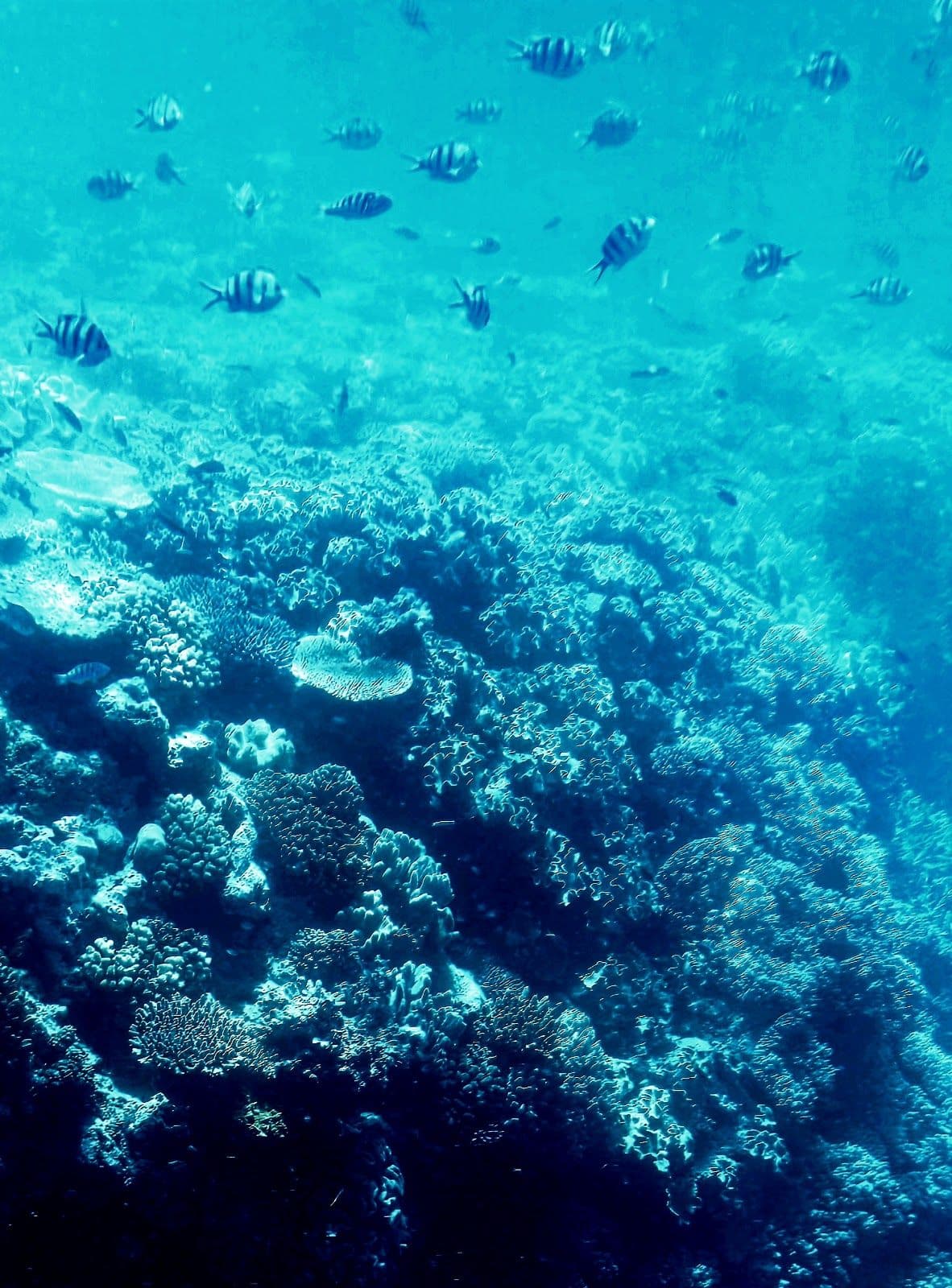 Michaelmas Cay Sailing Cruise