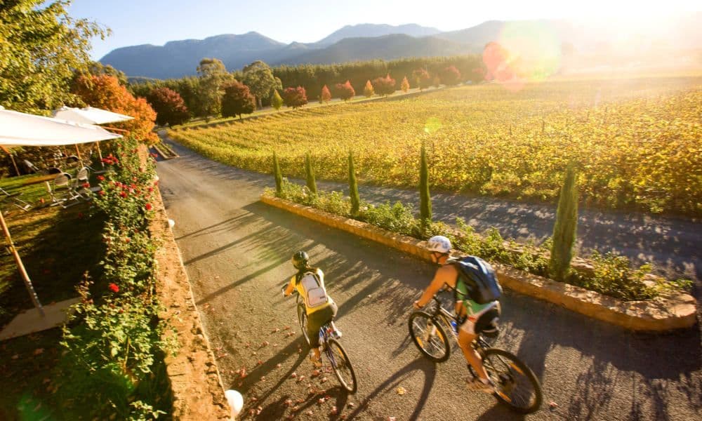 Picnic en Feathertop Winery
