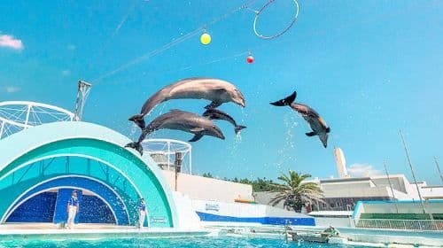 Kamogawa Seaworld
