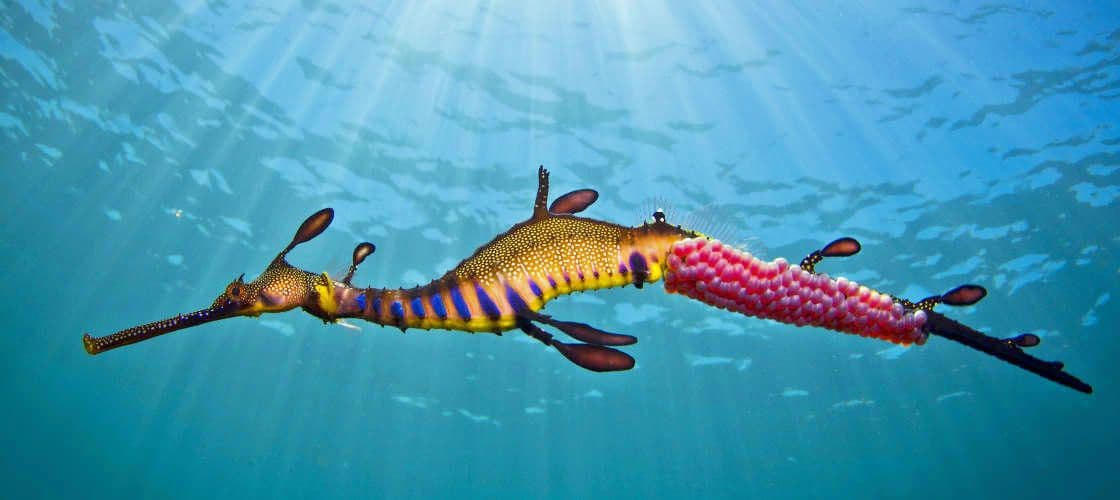 Mergulho em Mornington Peninsula com Weedy Sea Dragons