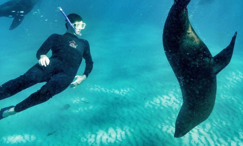 Crociera turistica a Sorrento con nuotata con delfini e foche