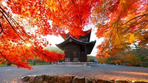Kyoto Nanzen-ji Temple 단풍 + Nijō Castle 일루미네이션 쇼 + Gion + Nishiki Market 1일 투어