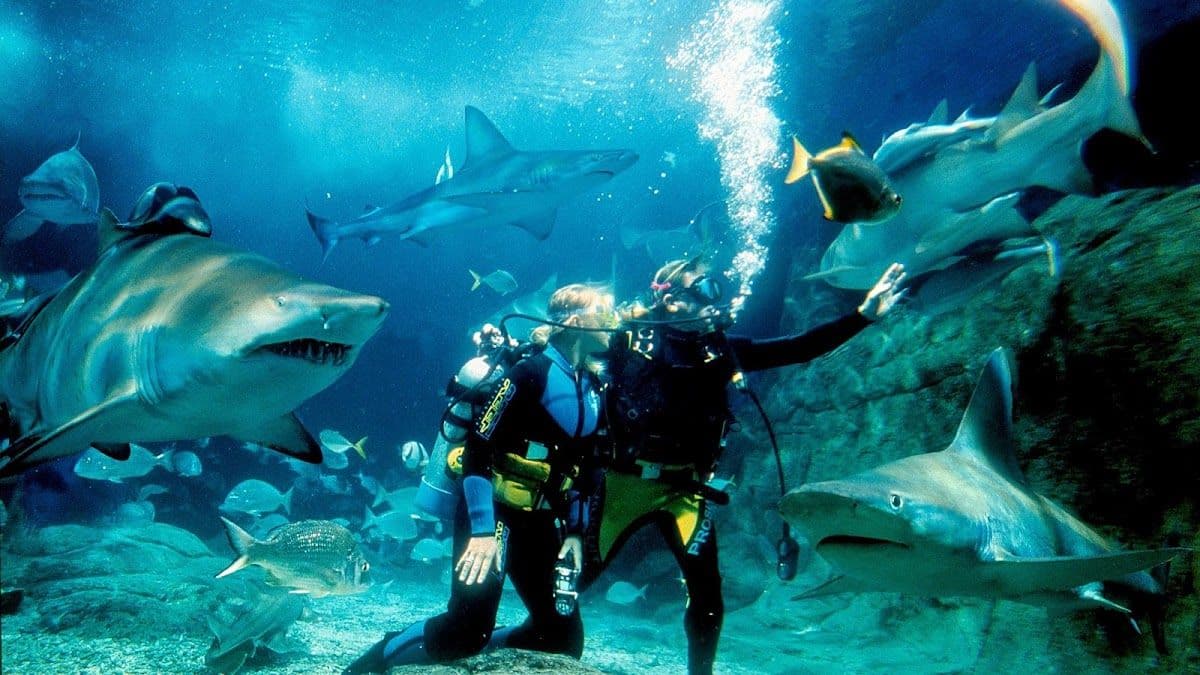 Sydney Aquarium Shark Dive Xtreme