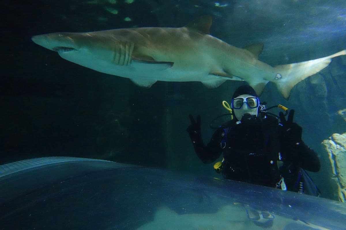 Sydney Aquarium Shark Dive Xtreme