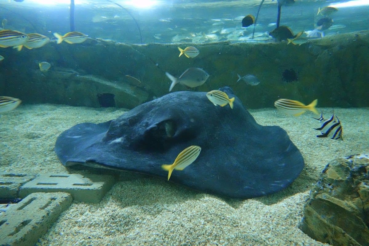 Sydney Aquarium Shark Dive Xtreme