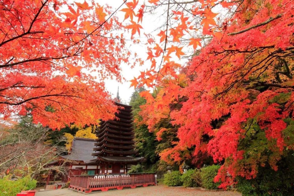 Kansai, Japan｜KINTETSU RAIL PASS 1 / 2 / 5-Day Pass Standard Version / 5-Day Pass PLUS Version