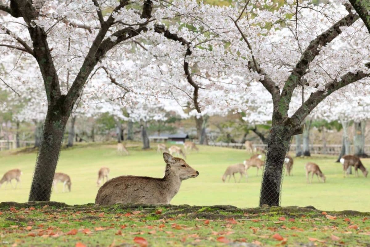 Kansai, Japan｜KINTETSU RAIL PASS 1 / 2 / 5-Day Pass Standard Version / 5-Day Pass PLUS Version