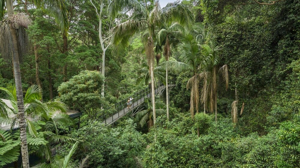 Tamborine Mountain Rainforest Skywalk Tickets
