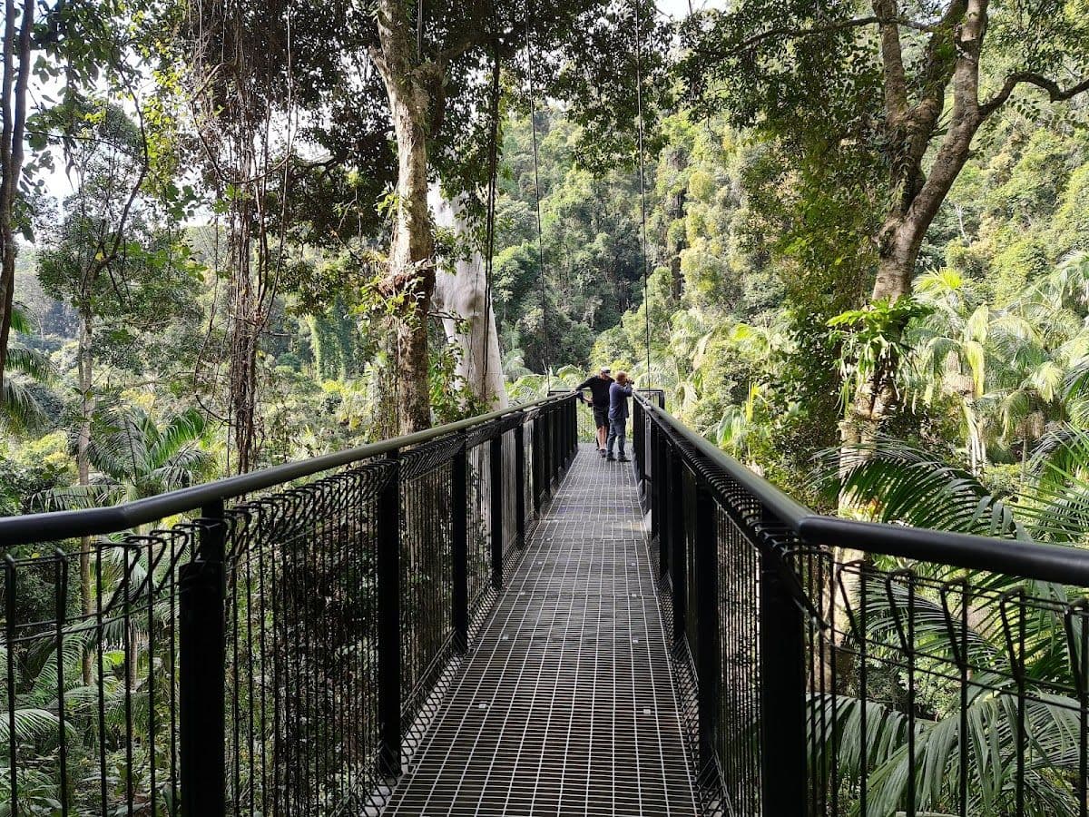 Tamborine Mountain Rainforest Skywalk Tickets