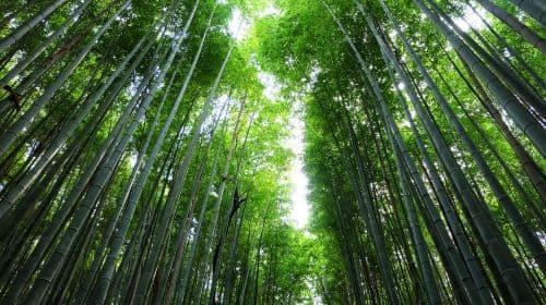 Jednodniowa wycieczka do Kioto, Nary, chramu Fushimi Inari i Arashiyamy [mała grupa 4-13 osób z transferami] Wycieczki jednodniowe