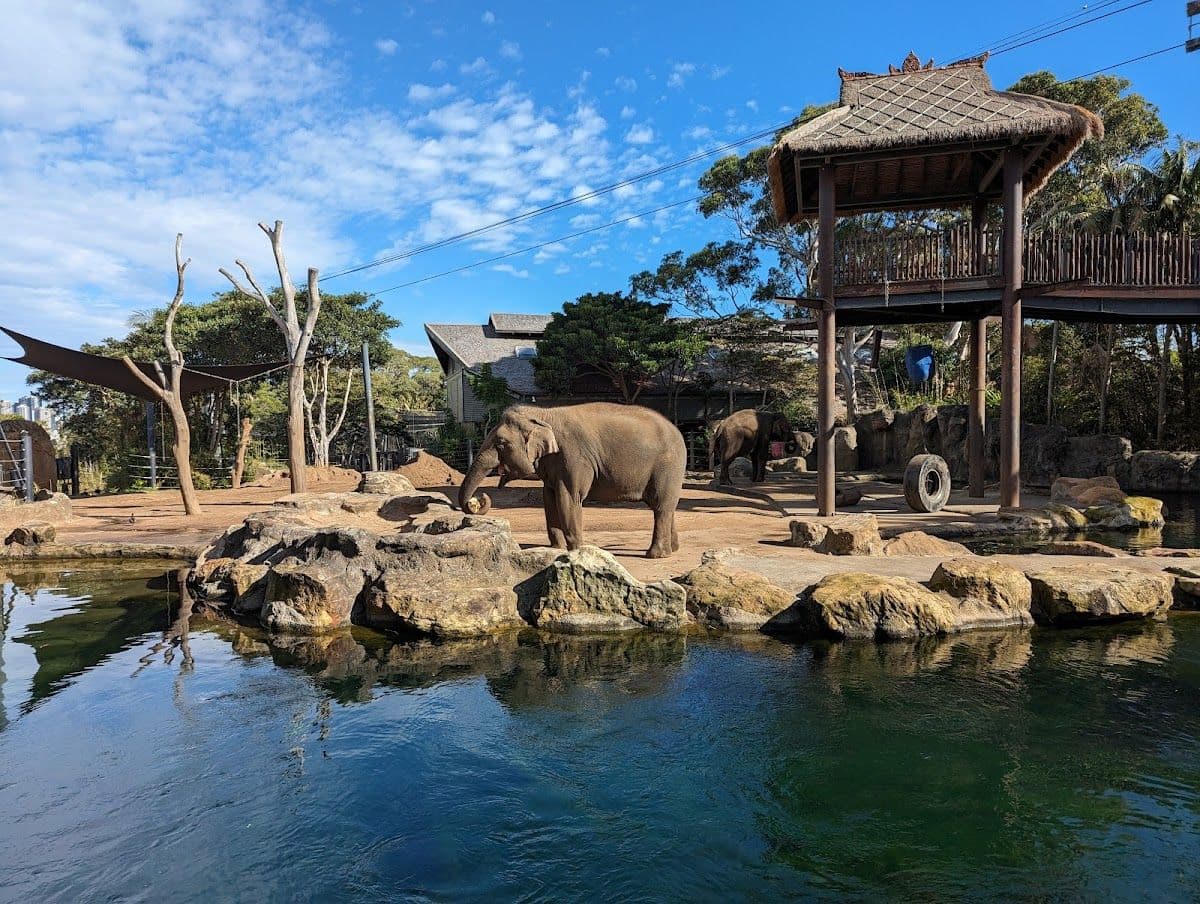 Taronga Zoo Sydney + Captain Cook round-trip boat ticket Transport Passes