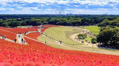 Excursion d'une journée au festival des feux d'artifice de Kinugawa et à la mer de fleurs d'Ibaraki : un rendez-vous avec la mer de fleurs et les feux d'artifice