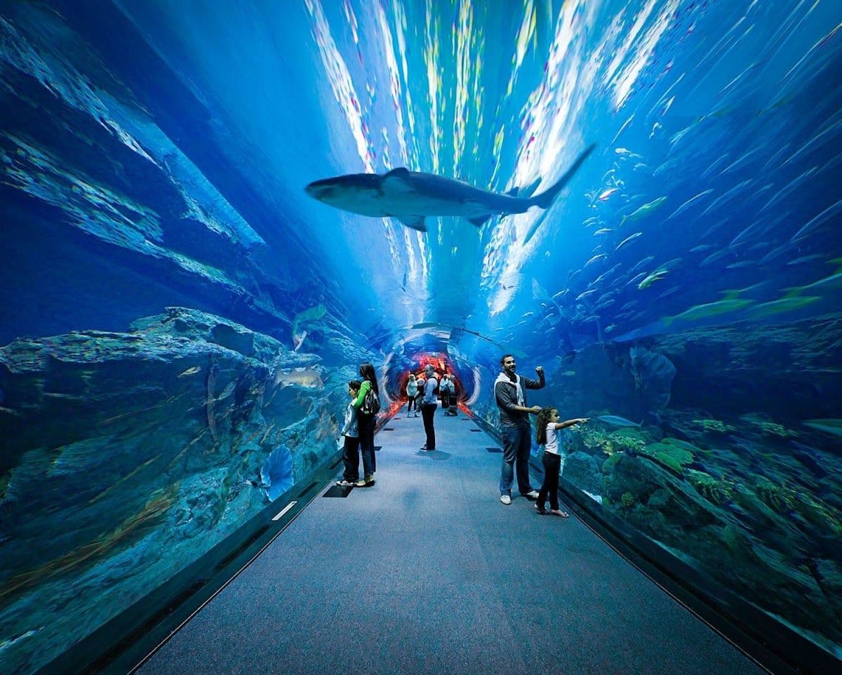 Dubai Aquarium And Underwater Zoo