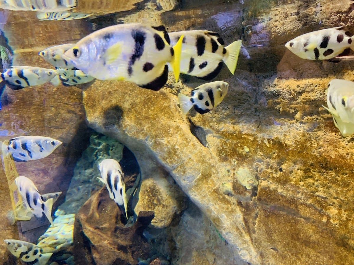 Dubai Aquarium And Underwater Zoo
