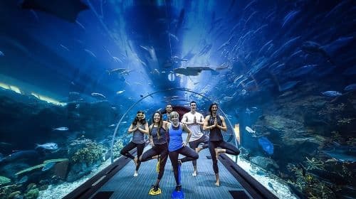Ingressos para o Dubai Aquarium and Underwater Zoo com Penguin Cove.