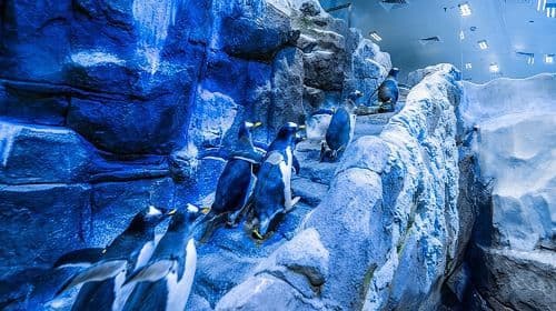 Ingressos para o Dubai Aquarium and Underwater Zoo com Penguin Cove.