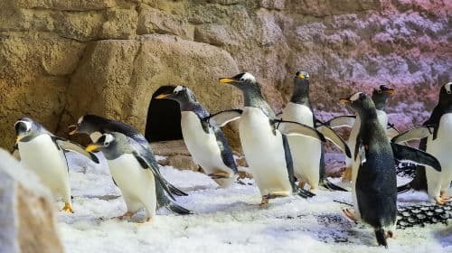 Ingressos para o Dubai Aquarium and Underwater Zoo com Penguin Cove.