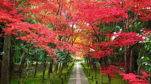 Kobe Shore Excursion naar Kyoto: ALL-INCLUSIVE dagtochten