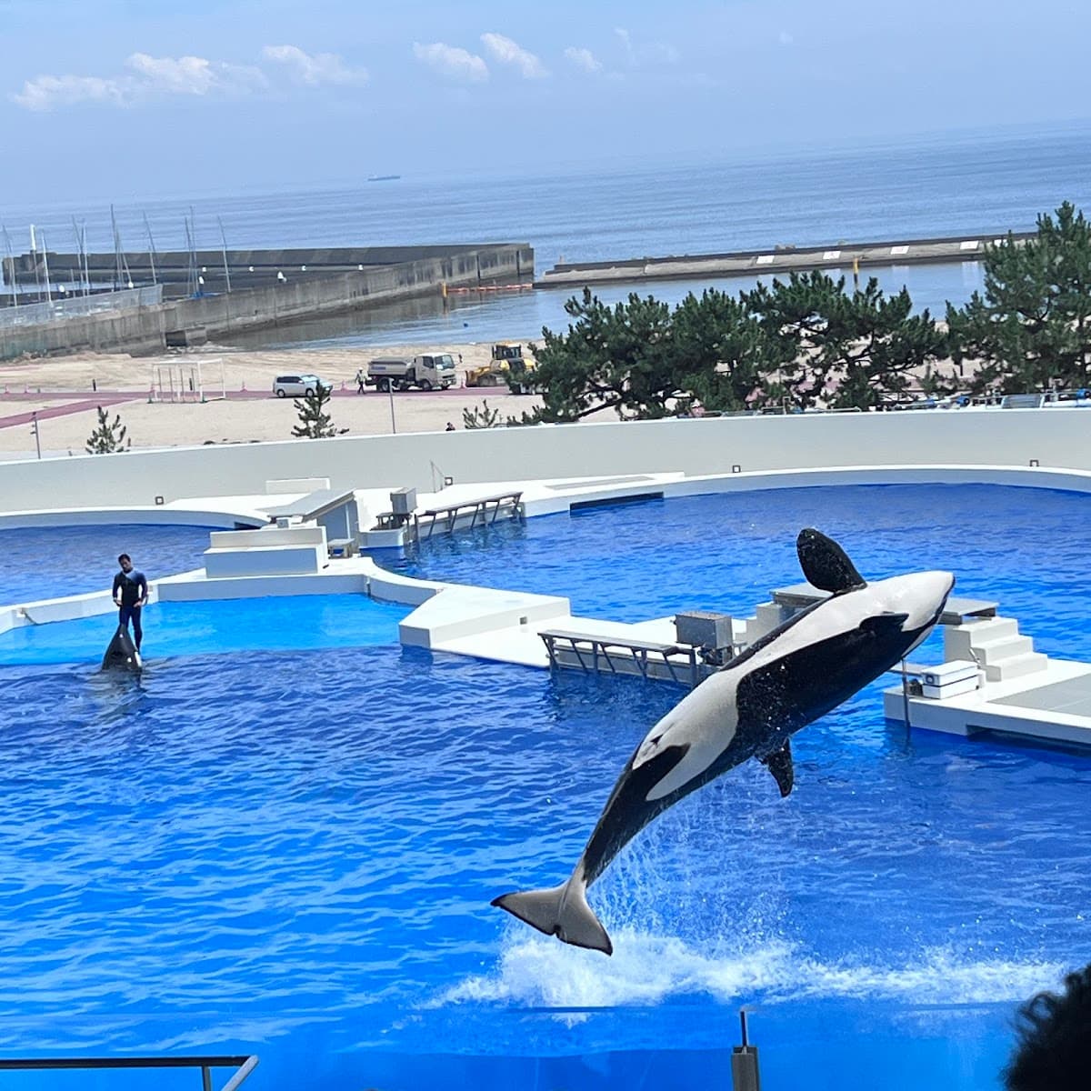 Kobe Suma Seaworld