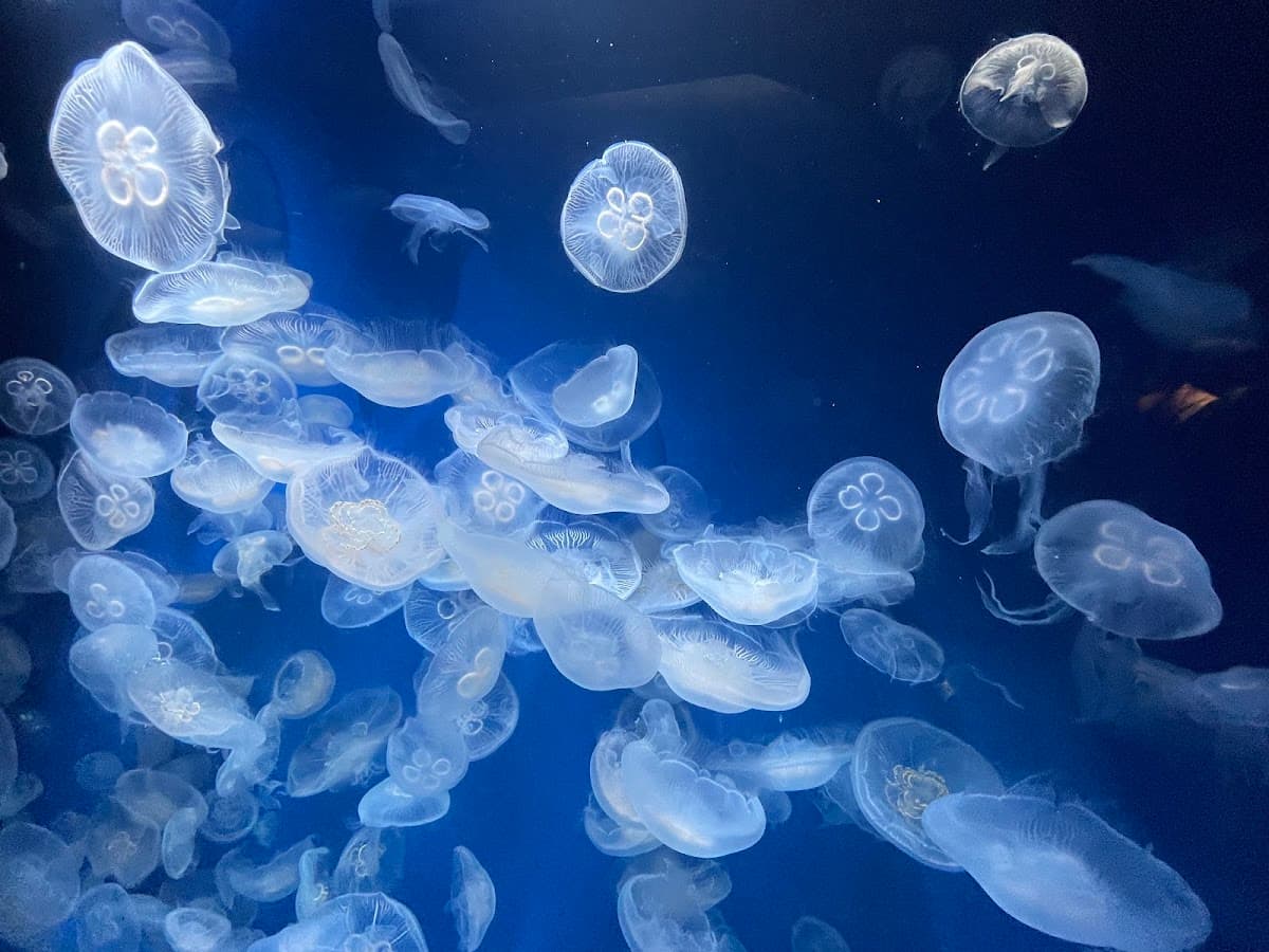 Kobe Suma Seaworld