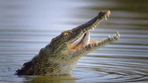 Dubai Crocodile Park 導覽行程（含接送服務）