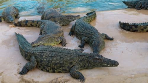 Dubai Crocodile Park 導覽行程（含接送服務）