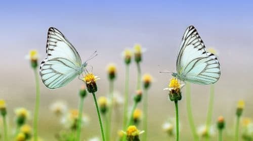 Miracle & Butterfly Garden 투어 및 전용 차량 이동 서비스