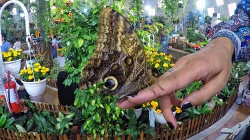 Miracle & Butterfly Garden 투어 및 전용 차량 이동 서비스