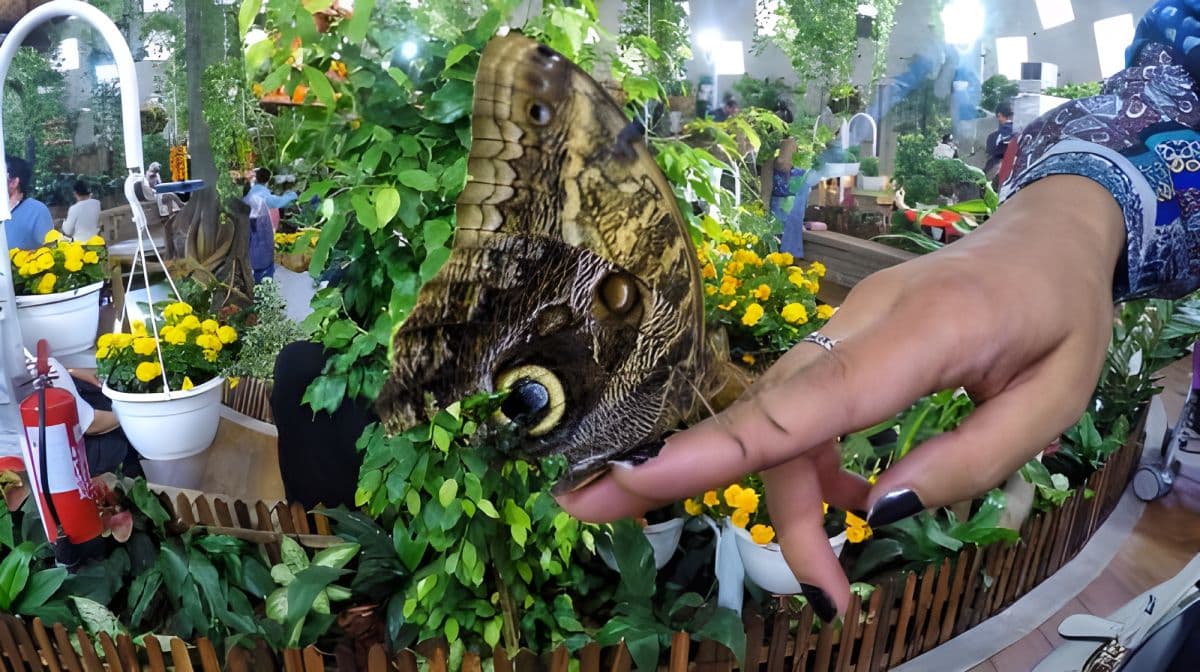 Miracle & Butterfly Garden 之旅（含私人接送）