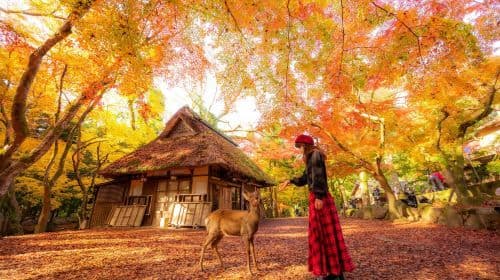 Kyoto & Nara Highlights Day Tour [From Osaka • 7 Major Spots In A Day • Kiyomizudera Temple / Fushimi Inari Taisha / Nara Park / Kasugataisha Shrine / Byodoin Temple / Uji Omotesando / Todaiji Temple]