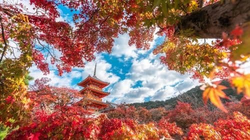 Kyoto & Uji 1-Day Tour | Explore Kinkaku-ji, Kiyomizu-dera Temple, and Byodo-in to Experience the Essence of Kyoto Day Tours