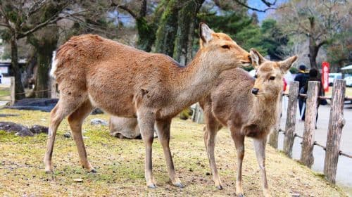 Kyoto + Nara Ancient Capitals Day Trip: 9-person group available with door-to-door service | Cute deer & Kiyomizu-dera Temple & Ninenzaka Day Tours