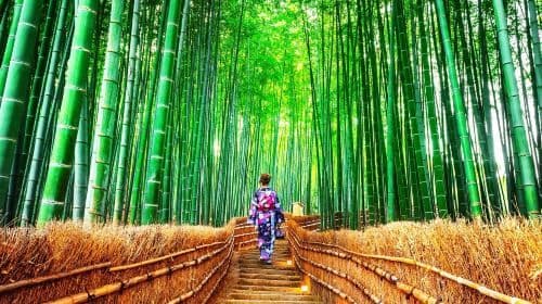 Kyoto Arashiyama + Sanzen-in 1-day tour, enjoy fall foliage and explore ancient temples and bamboo groves Day Tours