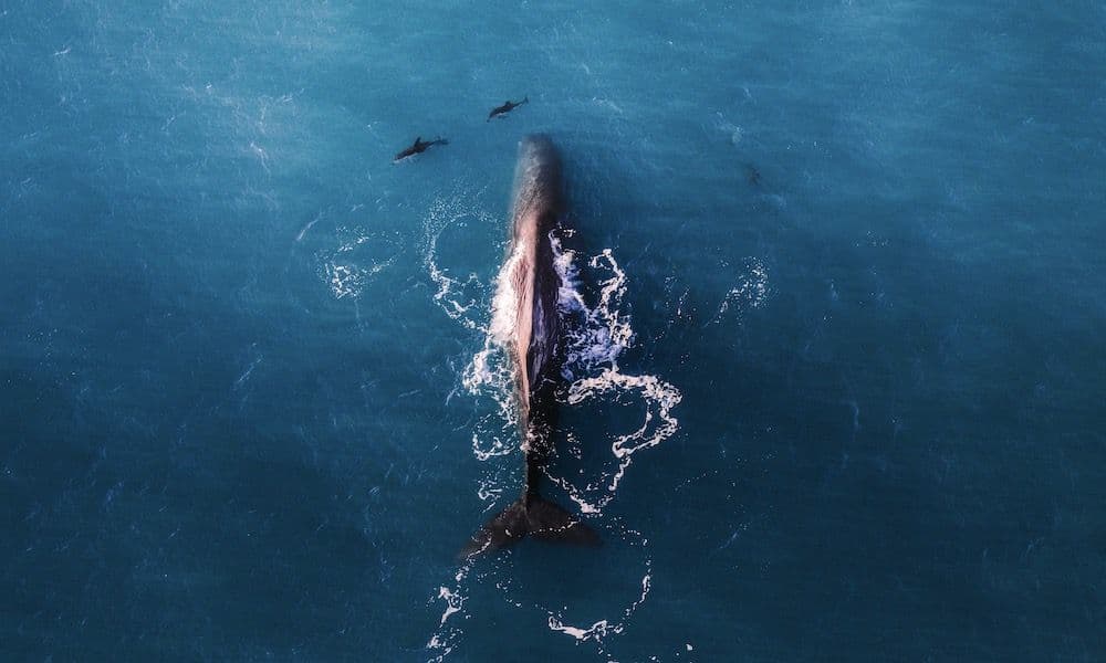 Volo in idrovolante di 30 minuti per l'avvistamento delle balene a Kaikoura