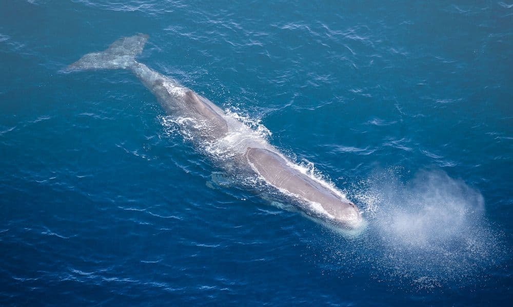 Volo in idrovolante di 30 minuti per l'avvistamento delle balene a Kaikoura