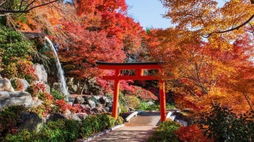 Speciale Foliage Autunnale a Kyoto: Minoh Falls, Sagano Romantic Train, Foresta di Bambù di Arashiyama, Santuario Nonomiya, Ponte Togetsukyo e Tempio Kinkakuji Tour di un giorno (da Osaka) Tour Giornalieri