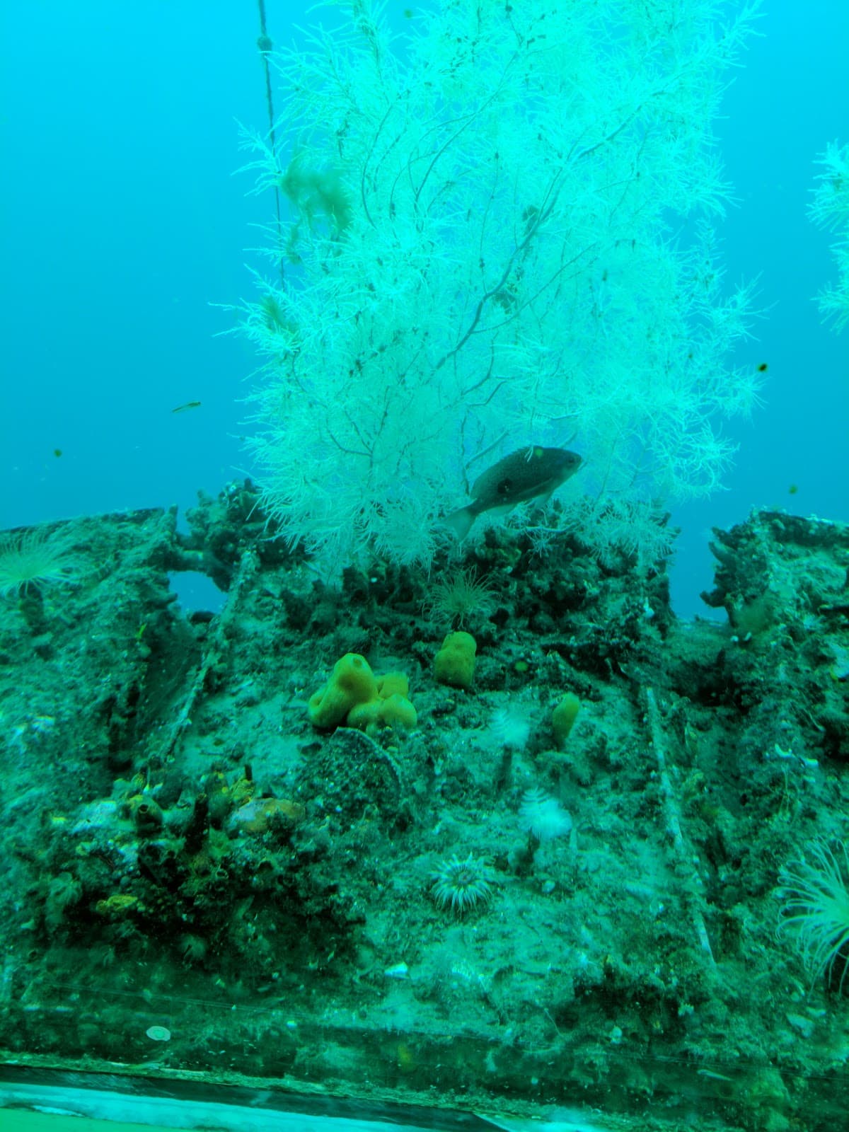 Milford Sound Cruise with Underwater Observatory - Morning Departure
