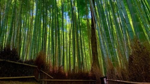 Tour mattutino di Kyoto in inglese: Fushimi-Inari e Arashiyama